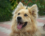 Собаки в Москве: Пёс Пунш Мальчик, 1 руб. - фото 3