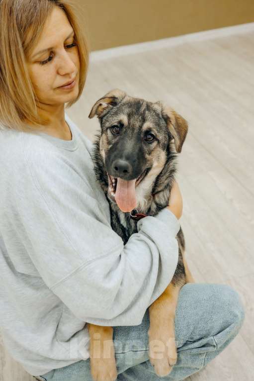 Собаки в Москве: Щенки бесплатно в Москве Мальчик, Бесплатно - фото 7