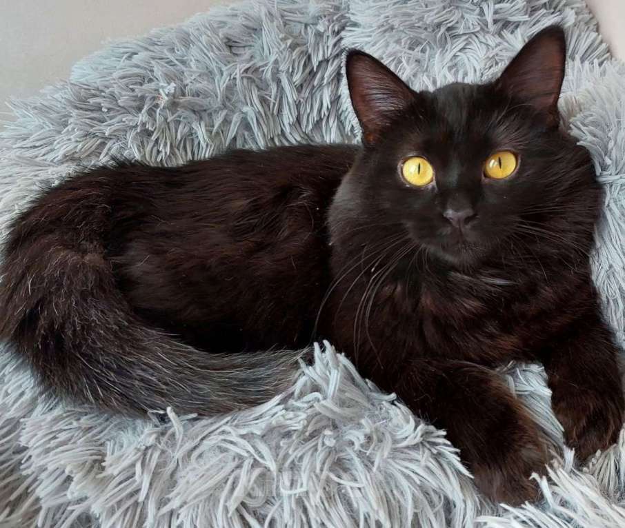 Кошки в Долгопрудном: Красотка Мишель ждёт своего человека Девочка, Бесплатно - фото 9