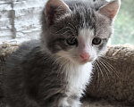 Кошки в Москве: Котята в добрые руки Девочка, Бесплатно - фото 6