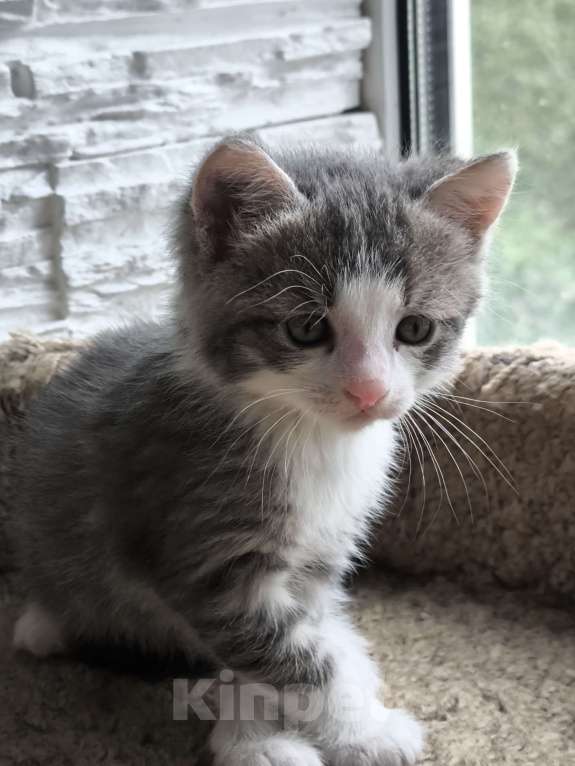 Кошки в Москве: Котята в добрые руки Девочка, Бесплатно - фото 6