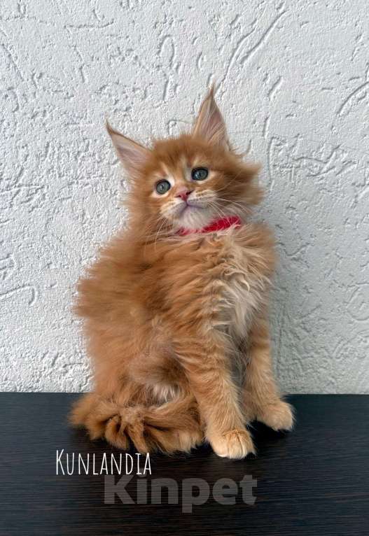 Кошки в Екатеринбурге: девочка полидакт Девочка, 35 000 руб. - фото 2