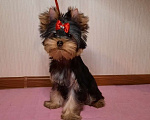 Собаки в Смоленске: Йорк мальчик Мальчик, 35 000 руб. - фото 6