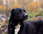 Собаки в Видном: Дея, 3 года Девочка, 1 руб. - фото 1
