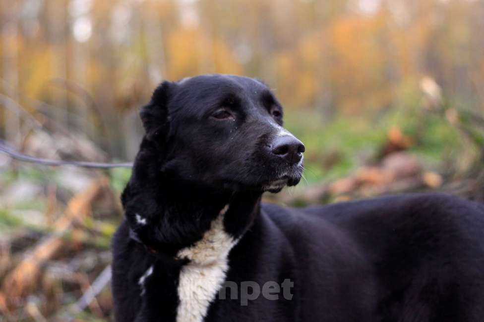 Собаки в Видном: Дея, 3 года Девочка, 1 руб. - фото 1