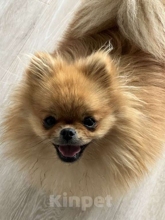 Собаки в других городах Московской области: Потерялся шпиц ! Помогите 🆘  Девочка, 10 000 руб. - фото 5