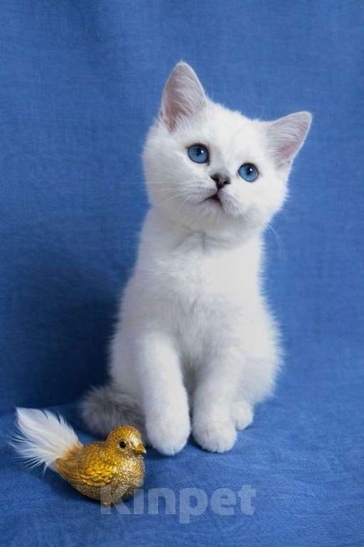 Кошки в Миассе: Ornella Silver Dew Девочка, 35 000 руб. - фото 10