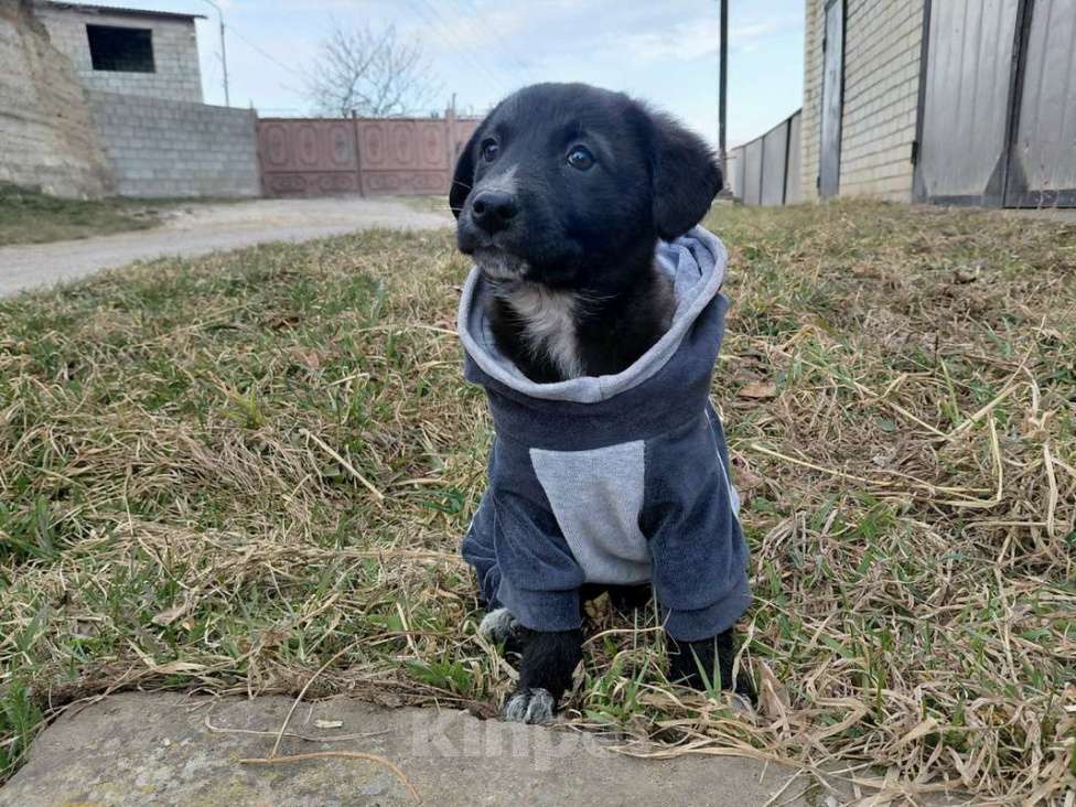 Собаки в Санкт-Петербурге: Маленький модный щенок Девочка, Бесплатно - фото 7