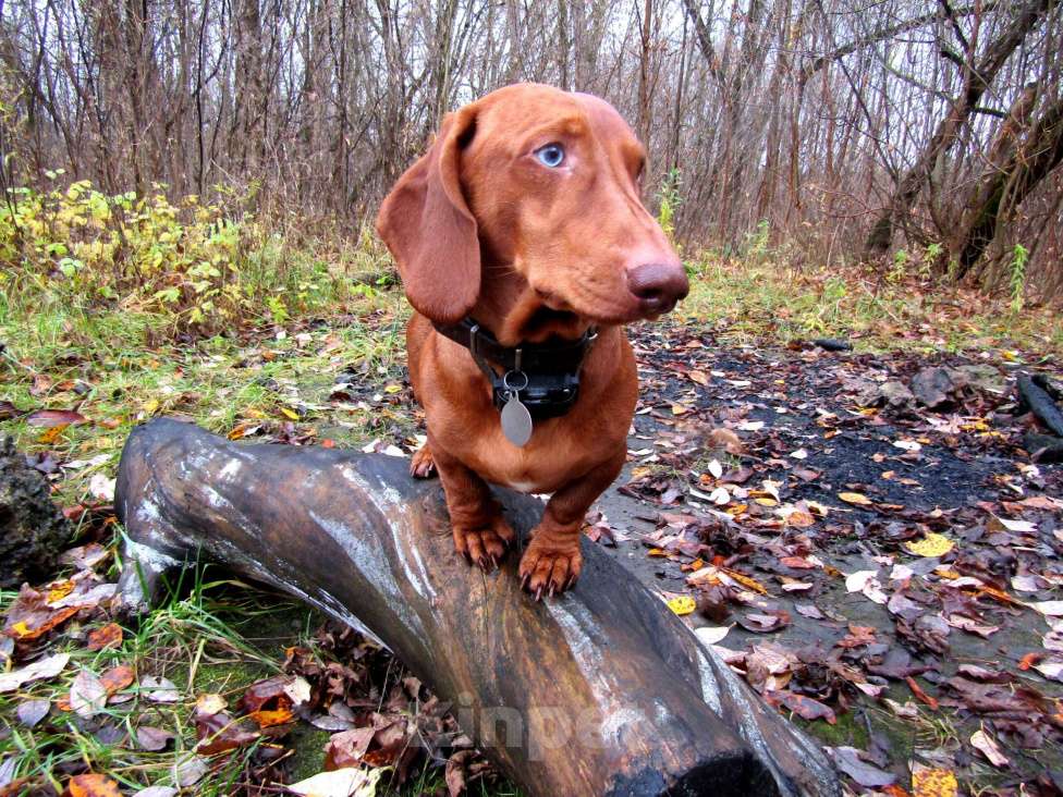 Собаки в Подольске: Предлагаю для вязки кобеля таксы стандартеой гладкошерстнойй Мальчик, 8 000 руб. - фото 8