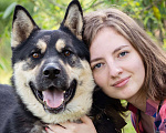 Собаки в Солнечногорске: Супер-пёс в поисках семьи! Мальчик, Бесплатно - фото 2