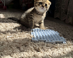Кошки в Астрахани: Вислоухие шотландские котятя Мальчик, 4 000 руб. - фото 6