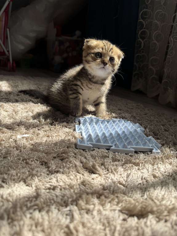 Кошки в Астрахани: Вислоухие шотландские котятя Мальчик, 4 000 руб. - фото 6