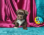 Собаки в Санкт-Петербурге: Шоколадный мальчик с документами Мальчик, 80 000 руб. - фото 2