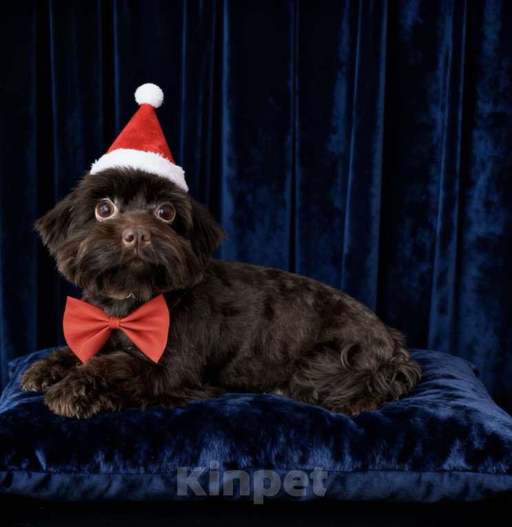 Собаки в Москве: Взрослый йорк крупная девочка горький шоколад Девочка, 45 000 руб. - фото 7