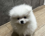 Собаки в Ростове-на-Дону: Померанский шпиц щенок  Мальчик, Бесплатно - фото 3