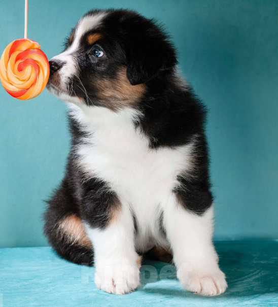 Собаки в других городах Московской области: Австралийская овчарка, щенок Девочка, 80 000 руб. - фото 6