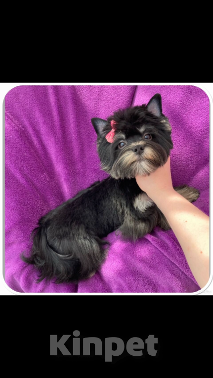 Собаки в Москве: Взрослый йорк девочка для разведения стандарт Девочка, 90 000 руб. - фото 9