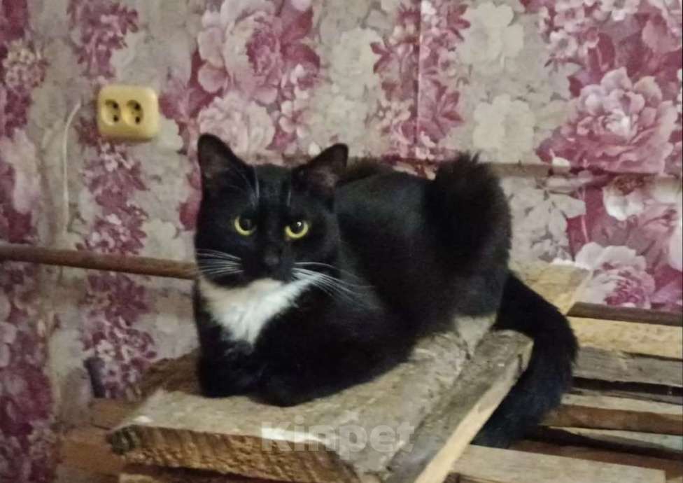 Кошки в Самаре: Кошка в добрые руки Девочка, Бесплатно - фото 1