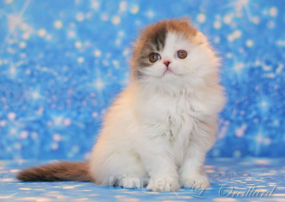 Кошки в Ярославле: Шотландская вислоухая длинношерстная девочка Девочка, 50 000 руб. - фото 6