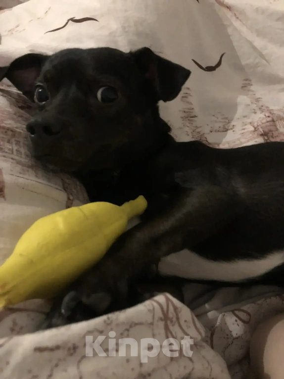 Собаки в Краснодаре: Отдам в добрые руки собачку Мальчик, Бесплатно - фото 4