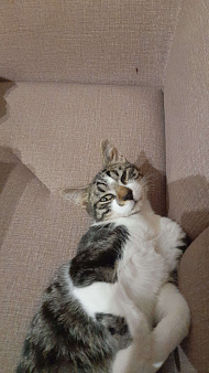 В добрые руки