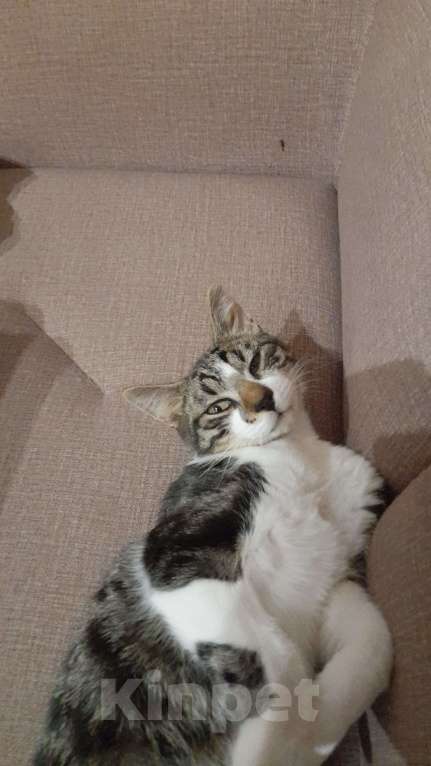 Кошки в Санкт-Петербурге: В добрые руки Мальчик, Бесплатно - фото 1