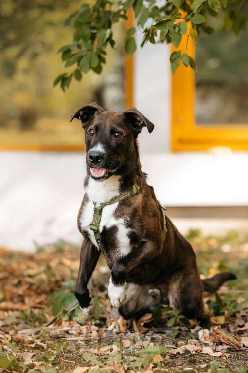 Собаки в Москве: Бадди в поиске родной души! Мальчик, Бесплатно - фото 2
