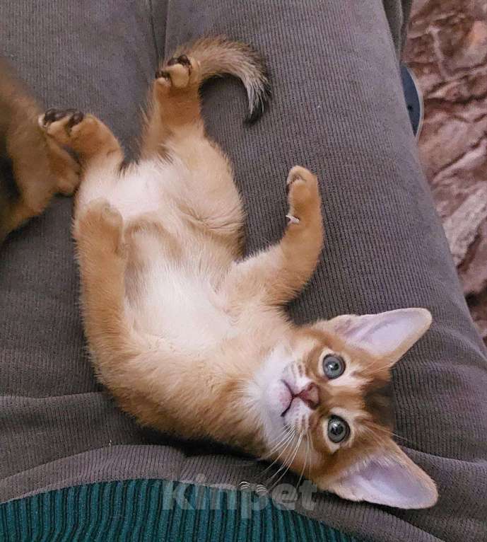 Кошки в Москве: Абиссинские котята Девочка, 25 000 руб. - фото 2