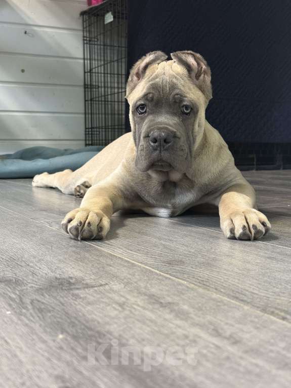 Собаки в Москве: Щенки кане корсо Мальчик, 120 000 руб. - фото 4