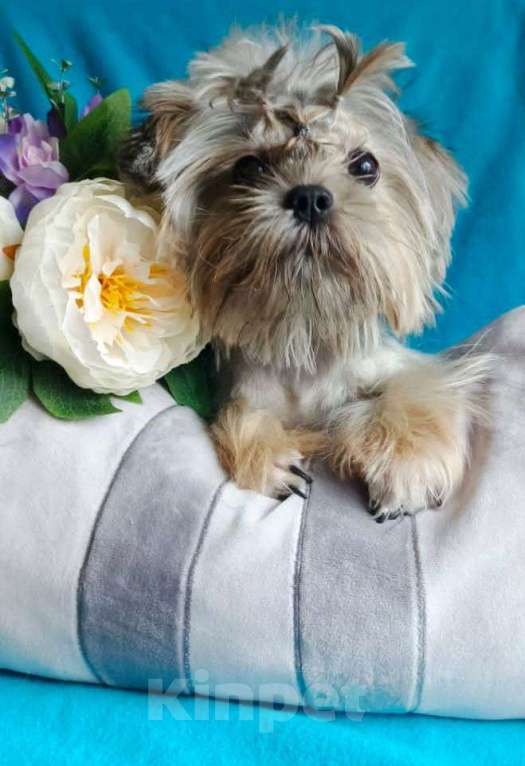 Собаки в Москве: Подрощенная курносая девочка Shorkie Девочка, 35 000 руб. - фото 3