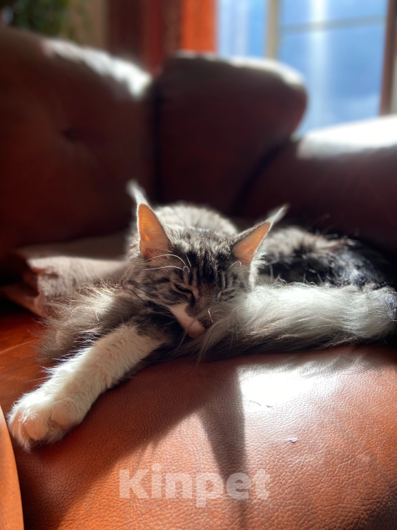 Кошки в Челябинске: Котенок Мейн - Кун  Мальчик, 8 999 руб. - фото 5