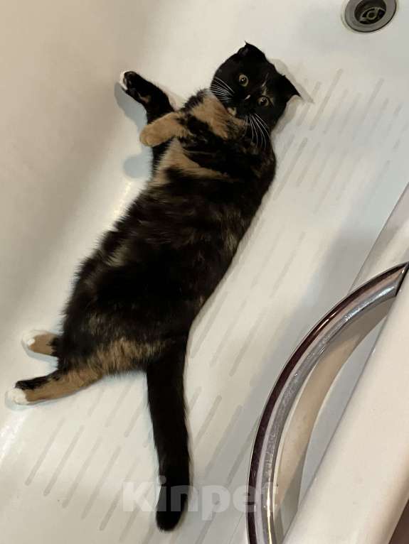 Кошки в Москве: Потерялась кошка метис вислоухой Девочка, 3 000 руб. - фото 2