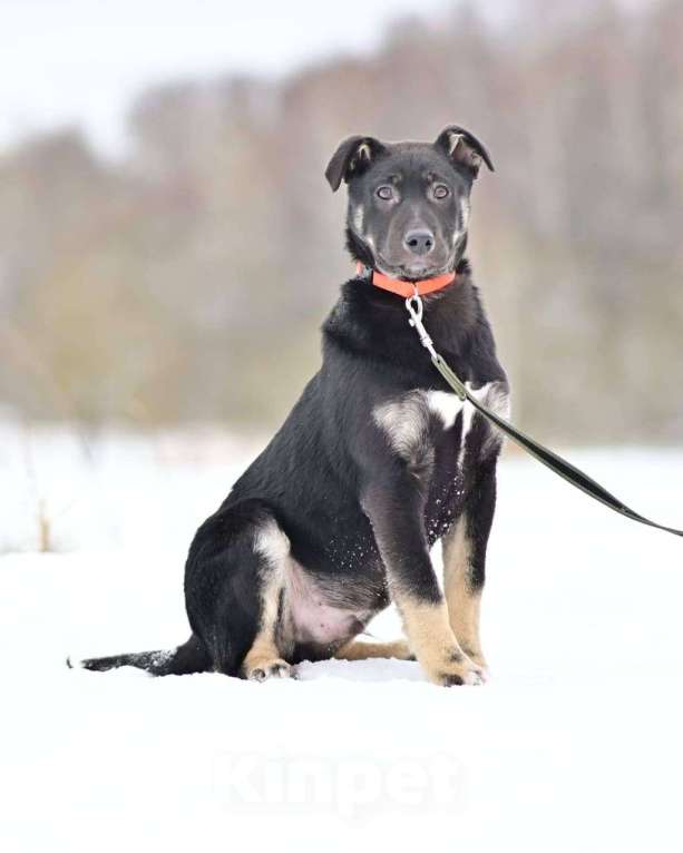 Собаки в Москве: Щенок Бим в добрые руки Мальчик, 1 руб. - фото 3