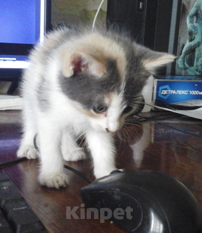 Кошки в Подольске: Котёнок с улицы Лизюкова Девочка, Бесплатно - фото 2