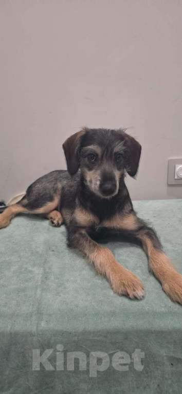 Собаки в Москве: Якутята ппбж Девочка, Бесплатно - фото 3