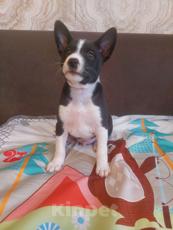 Собаки в Пятигорске: Щенки басенджи Разнополые, 40 000 руб. - фото 2