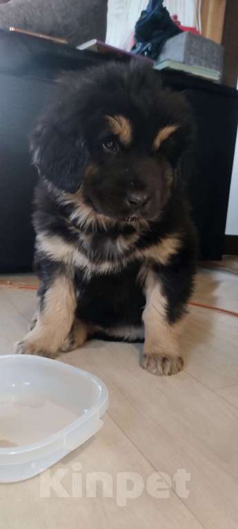 Собаки в Улане-Удэ: Монгол Банхар Мальчик, 55 000 руб. - фото 7