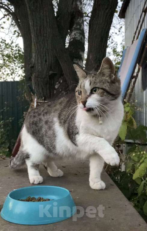 Кошки в Москве: Бастинда, Возраст 3+ года. Девочка, Бесплатно - фото 3