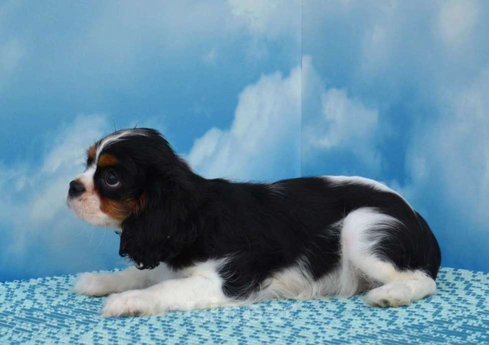 Собаки в Ногинске: Девочка кавалерочка  Девочка, 65 000 руб. - фото 4