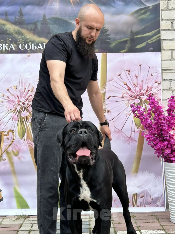 Собаки в Ставрополе: Щенки кане-корсо Девочка, 60 000 руб. - фото 4