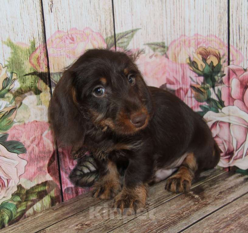 Собаки в Москве: Жесткошерстная такса Мальчик, 45 000 руб. - фото 5