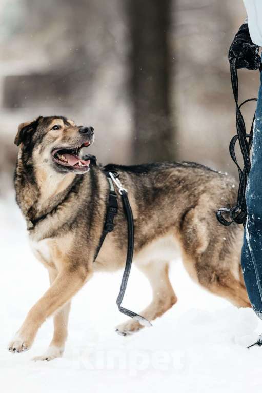 Собаки в Москве: Рони ищет дом Мальчик, Бесплатно - фото 6