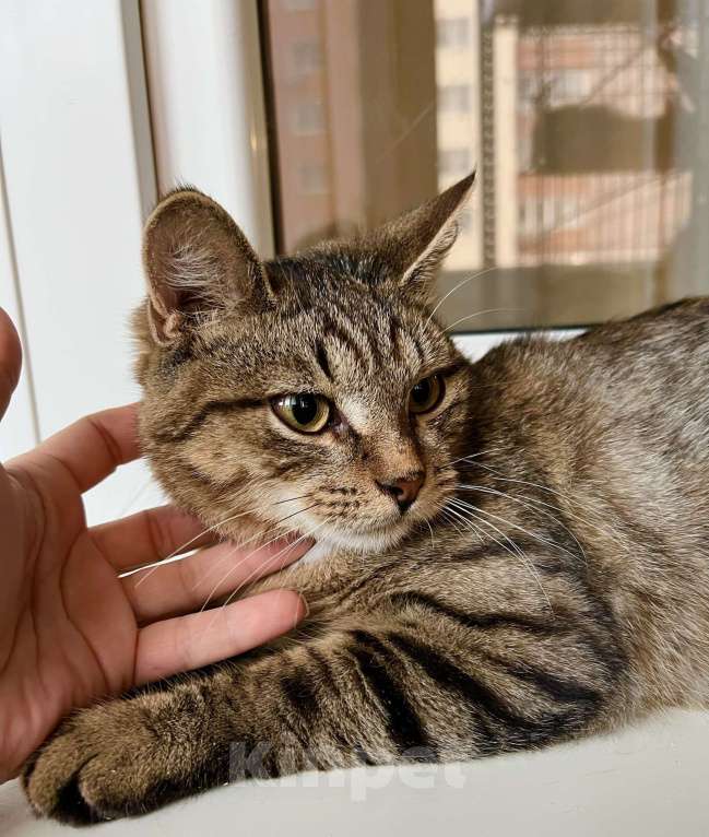 Кошки в Москве: Сладкий добрейший котенок Маффин в добрые руки Мальчик, Бесплатно - фото 4