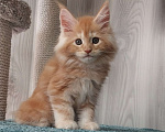Кошки в Волгограде: Котята мейн-кун Девочка, 35 000 руб. - фото 2
