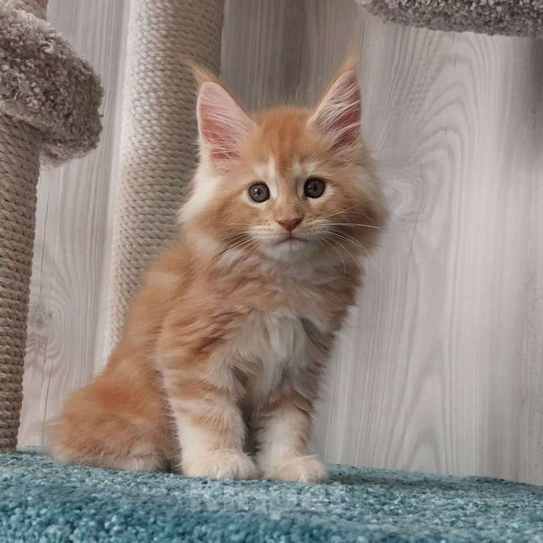 Кошки в Волгограде: Котята мейн-кун Девочка, 35 000 руб. - фото 2
