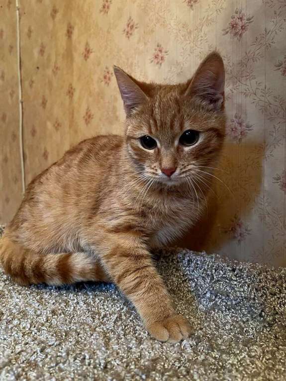 Кошки в Москве: Домовенок Кузя ищет семью Мальчик, Бесплатно - фото 1