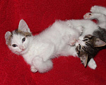 Кошки в Тюмени: Беляночка Девочка, 1 руб. - фото 2