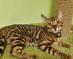 Кошки в Москве: Бенгальские котята Мальчик, 30 000 руб. - фото 1