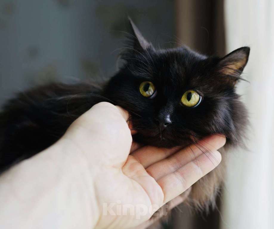 Кошки в Москве: Котенок Трюфель ищет дом Мальчик, Бесплатно - фото 7