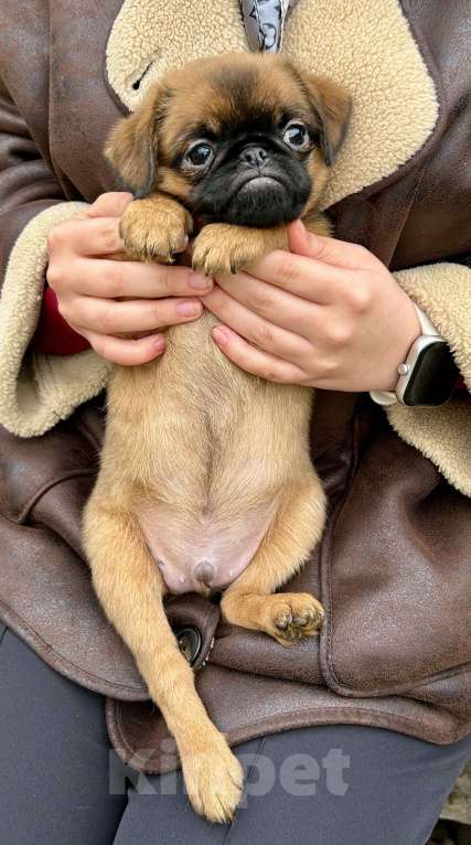 Собаки в Апрелевке: Рыжий мальчишка птишка. Мальчик, 50 000 руб. - фото 1